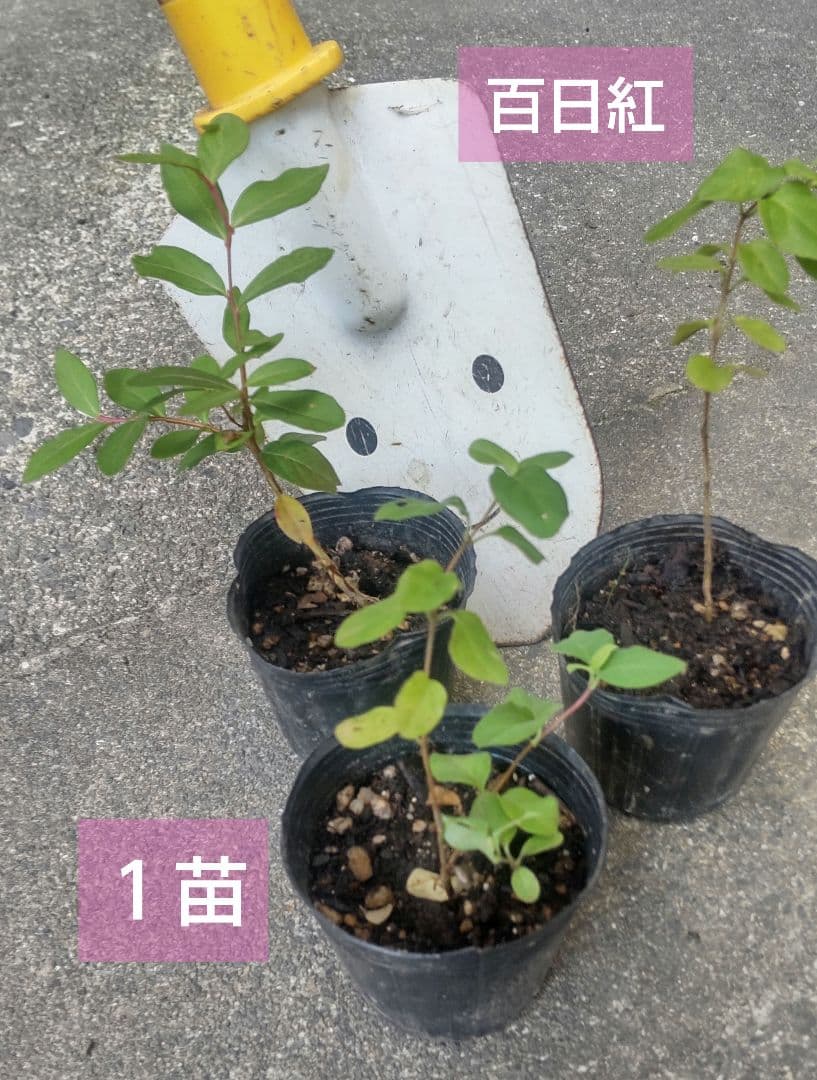 在庫整理 百日紅の抜き苗♡１苗 ピンク