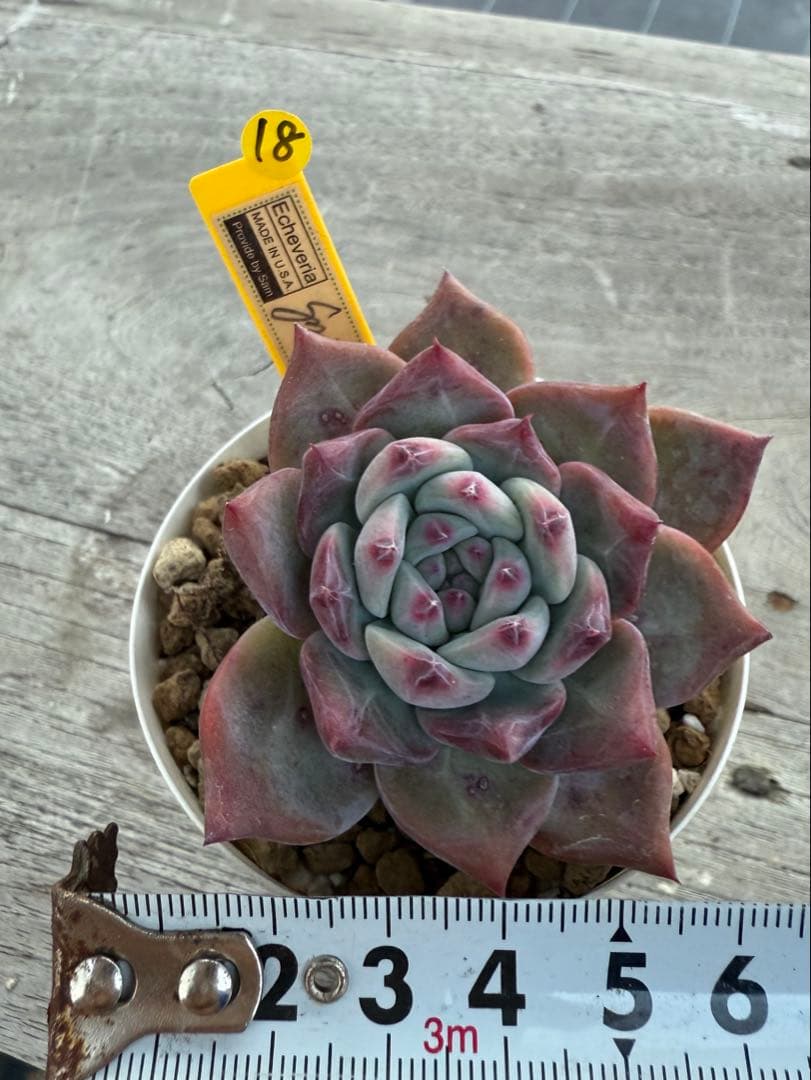 ラスト18 希少　SAMリンゼアナNo.6 カリフォルニア輸入　多肉植物