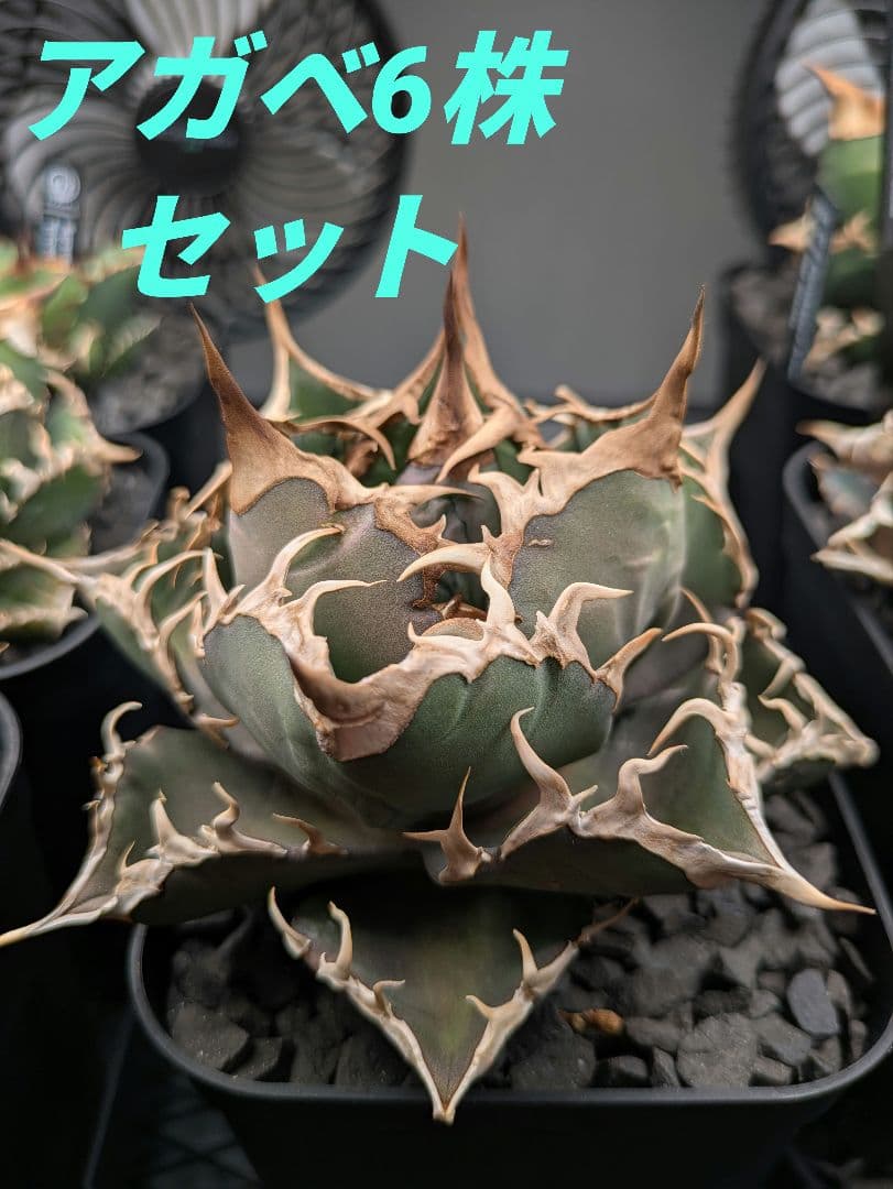 アガベ6株セット（白犀牛覆輪／狼牙／赤猫／白火焔／スーパーチタノタ／白豪刺）