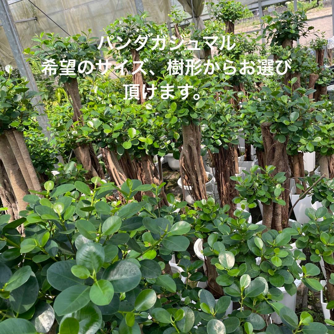 パンダガジュマル　ご希望の商品を選べます  ①