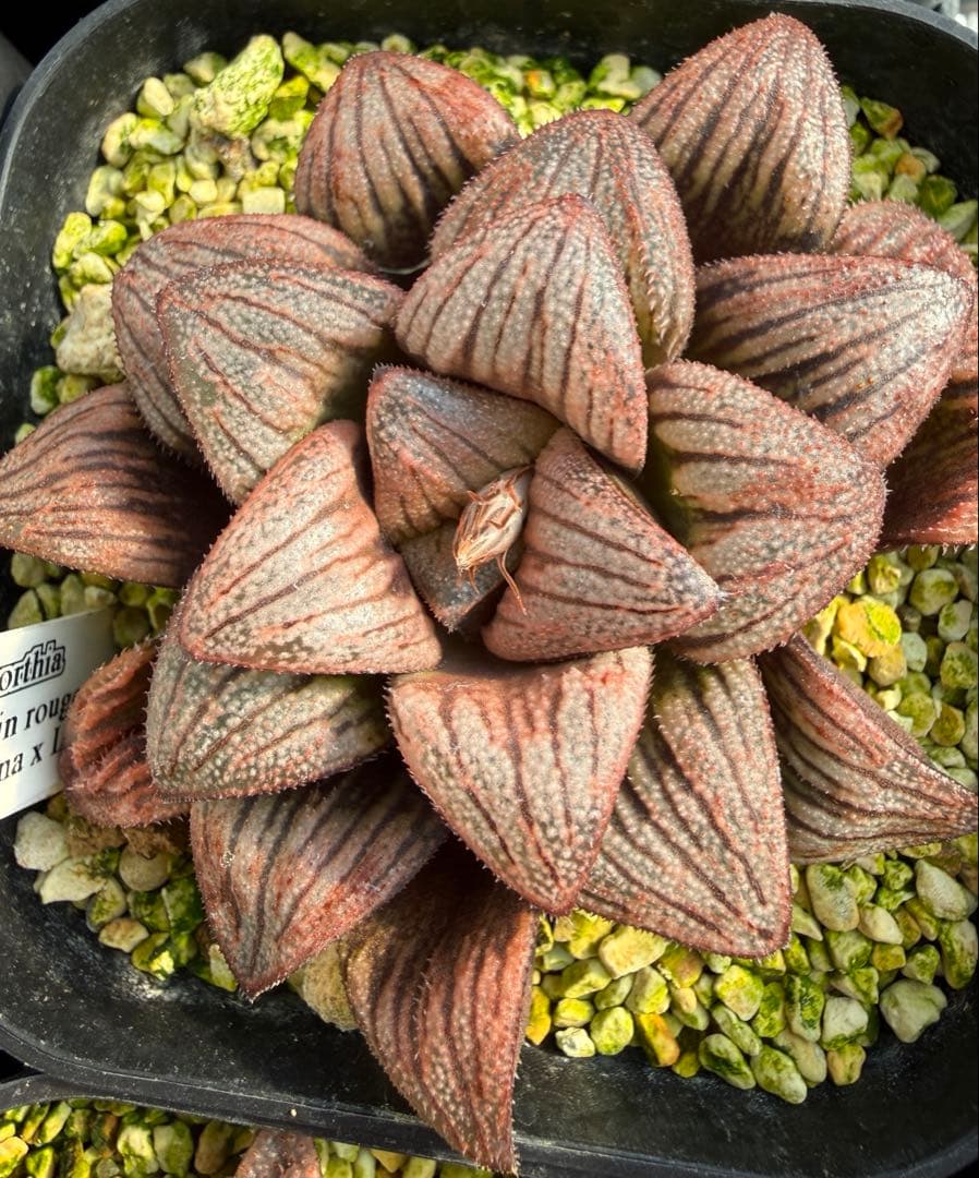 多肉植物　ハオルチア ハオルシア 白鳥部屋実生