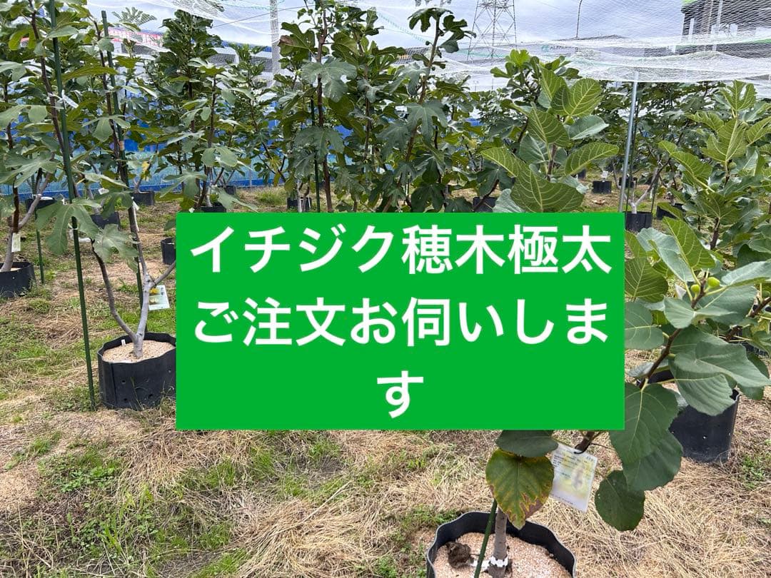 イチジク穂木極太　ご注文お伺いします。