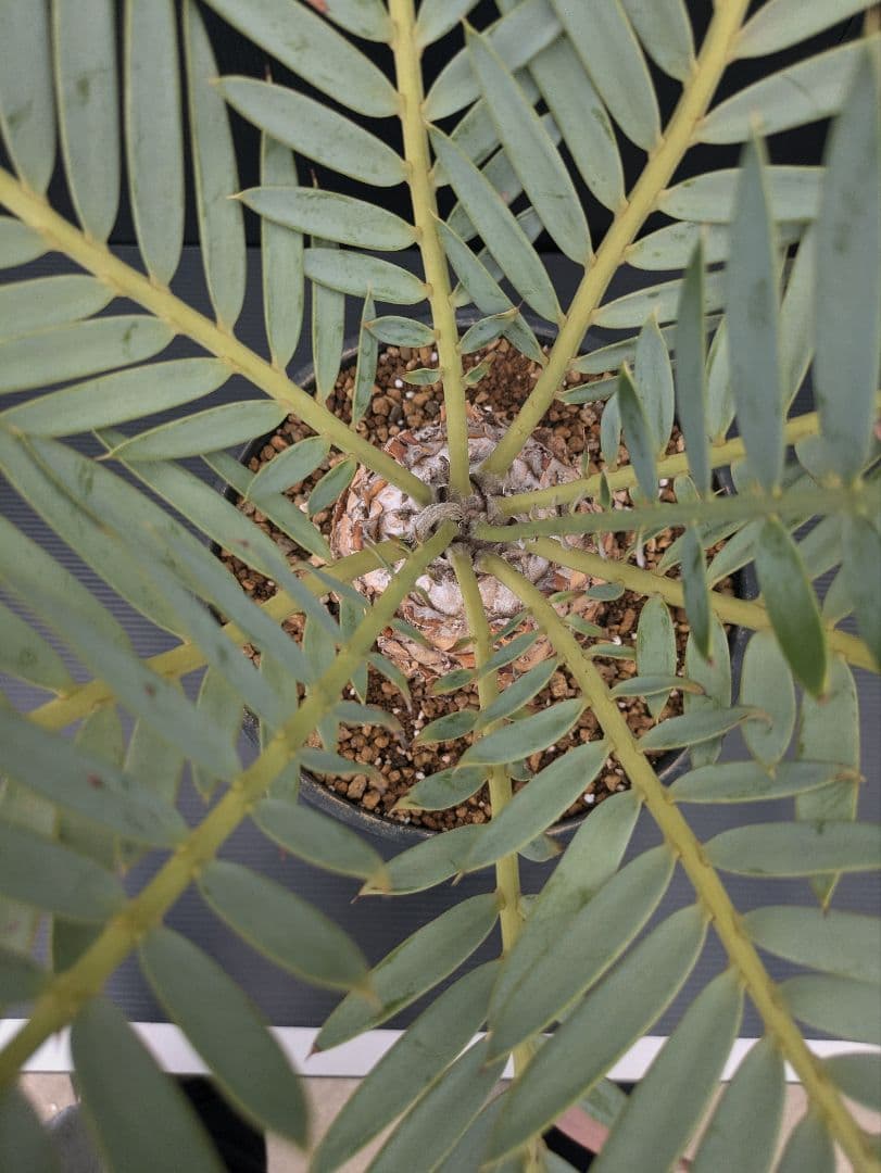 エンセファラルトス プリンセプス 特大 丸々 葉多数 送料無料