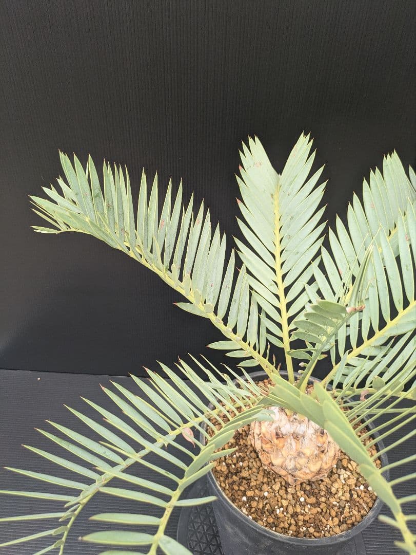 エンセファラルトス プリンセプス 特大 丸々 葉多数 送料無料