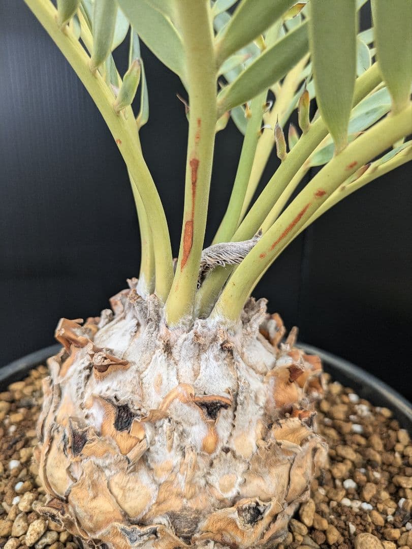 エンセファラルトス プリンセプス 特大 丸々 葉多数 送料無料