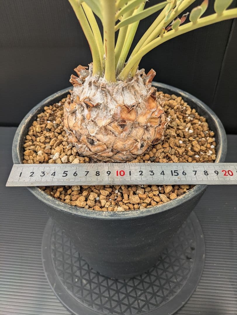 エンセファラルトス プリンセプス 特大 丸々 葉多数 送料無料