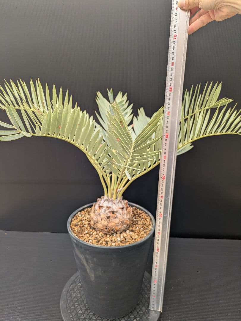 エンセファラルトス プリンセプス 特大 丸々 葉多数 送料無料