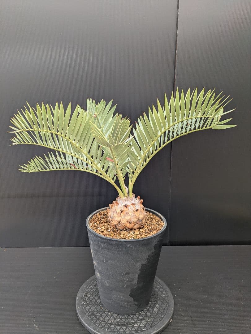 エンセファラルトス プリンセプス 特大 丸々 葉多数 送料無料