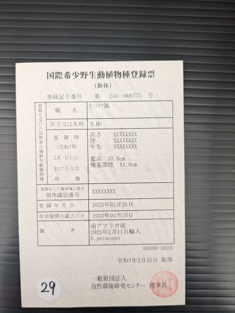 エンセファラルトス プリンセプス 特大 丸々 葉多数 送料無料