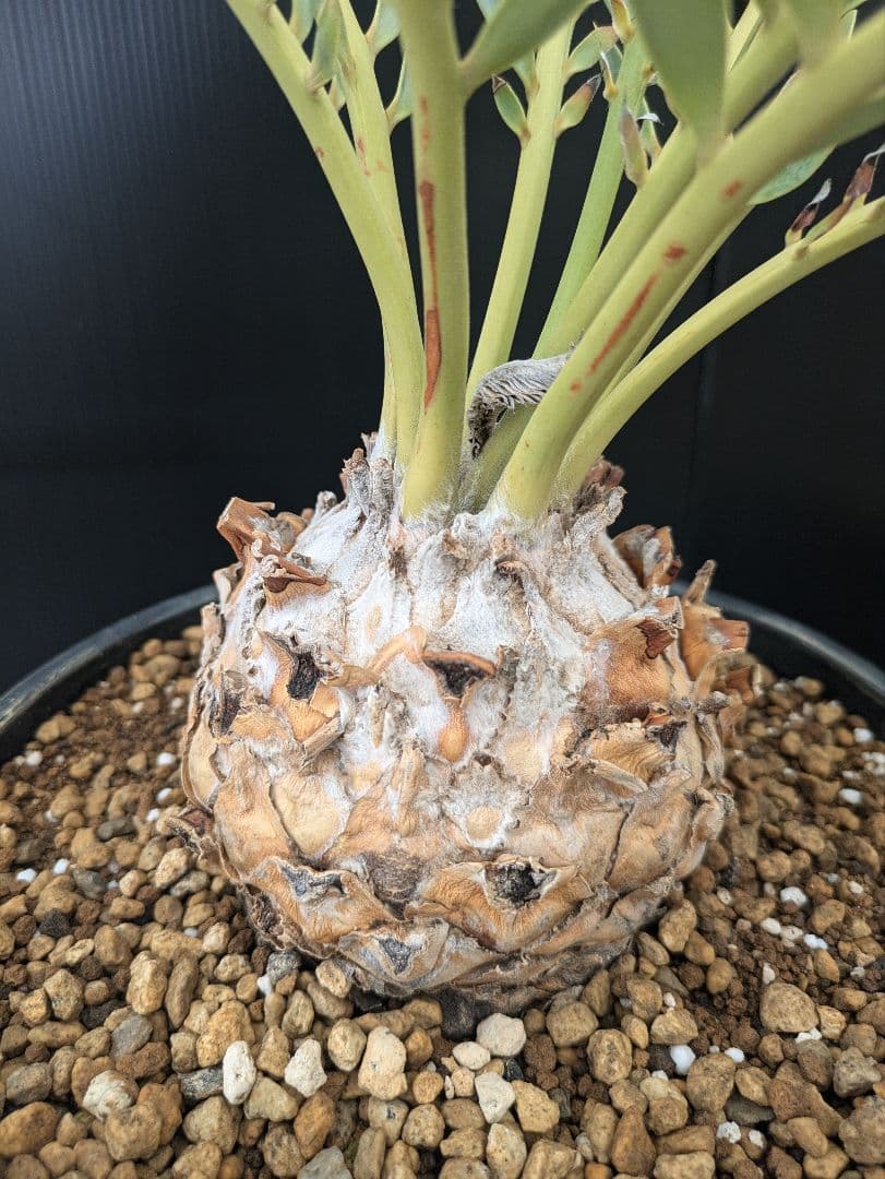 エンセファラルトス プリンセプス 特大 丸々 葉多数 送料無料