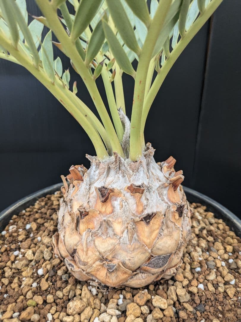 エンセファラルトス プリンセプス 特大 丸々 葉多数 送料無料