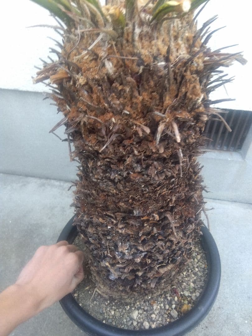 ソテツ　特大株❗　か