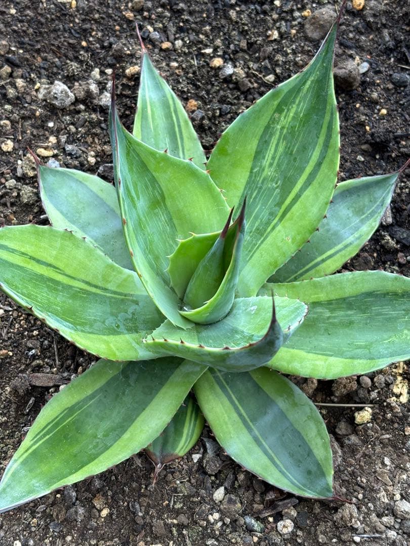 アガベ オバティフォリア キラー (検 斑入り オルカ カメオ