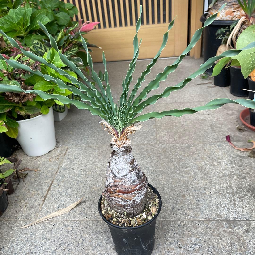 カ*ン様 ブーファン ディスティチャ