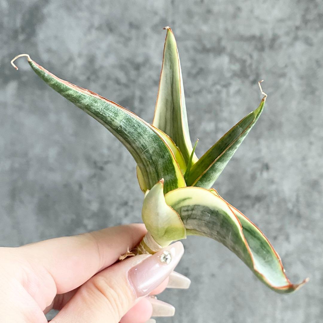 け*照様 S9770★オークション販売★ サンスベリア スノーホワイト 超希少極