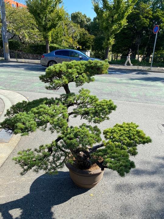 大幅値下げ・五葉松・盆栽・230歳