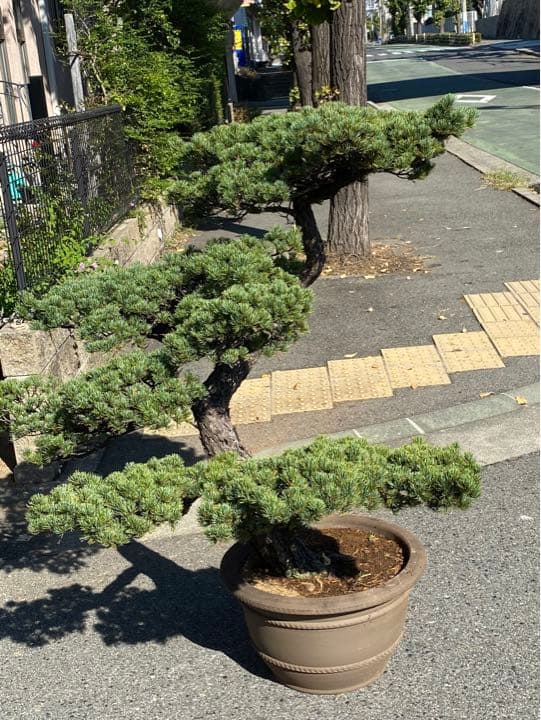 大幅値下げ・五葉松・盆栽・230歳