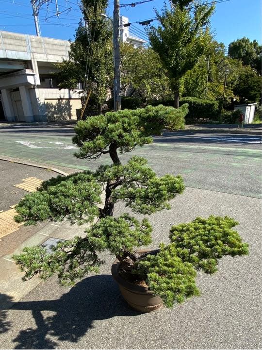 大幅値下げ・五葉松・盆栽・230歳