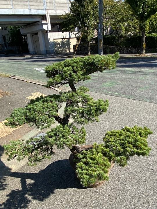 大幅値下げ・五葉松・盆栽・230歳