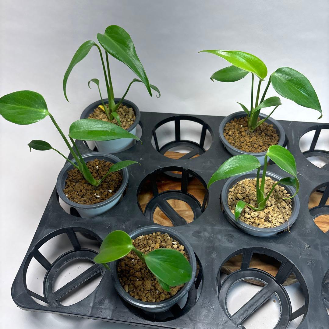 Ｑ*様 5株セットms19 モンステラ バールマルクスフレーム