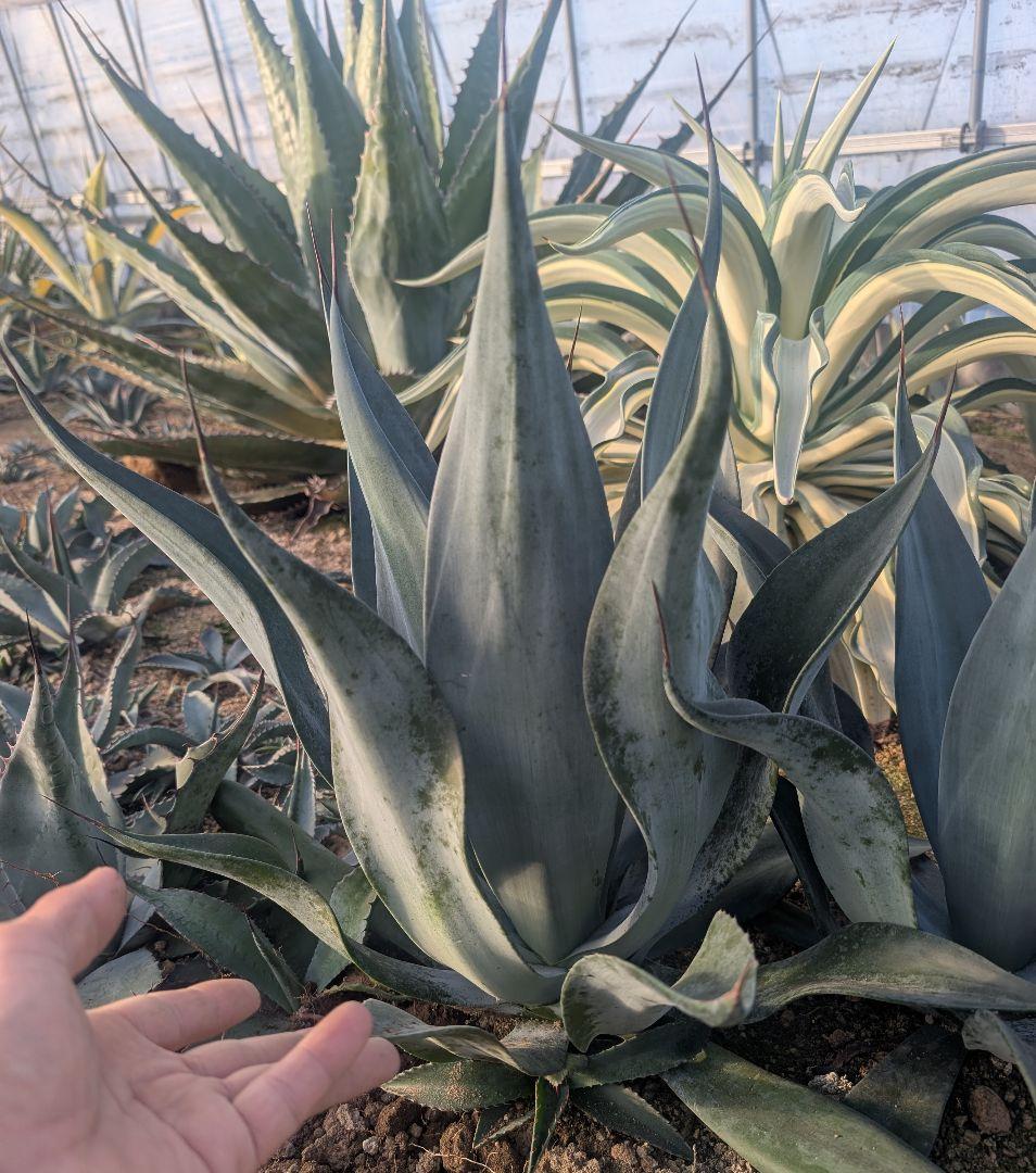 アガベ☆ アメリカーナ変種 『闇夜烏』 特大株　路地植え向き 美株