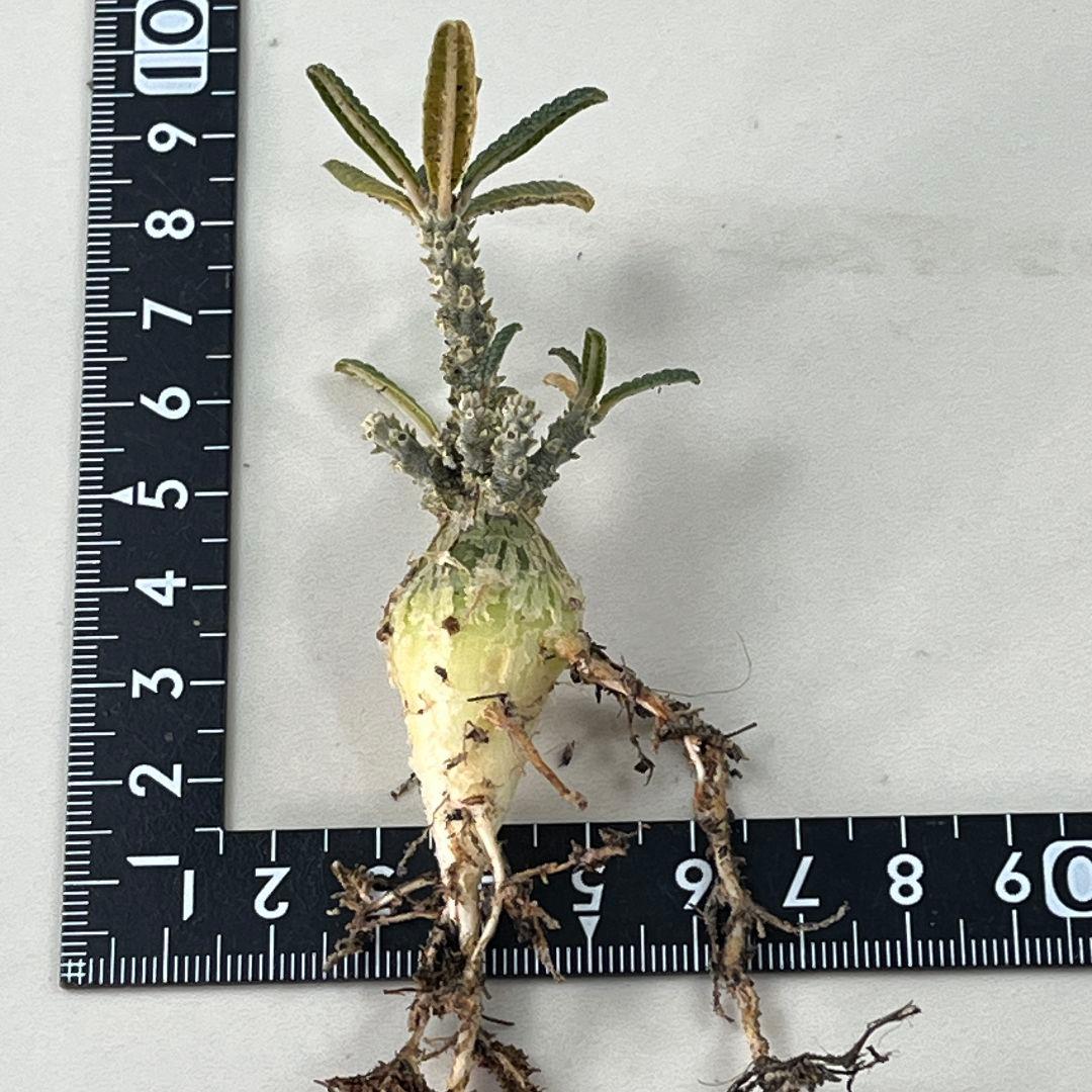 E32実生 まん丸 ドルステニア ギガス ブラータ