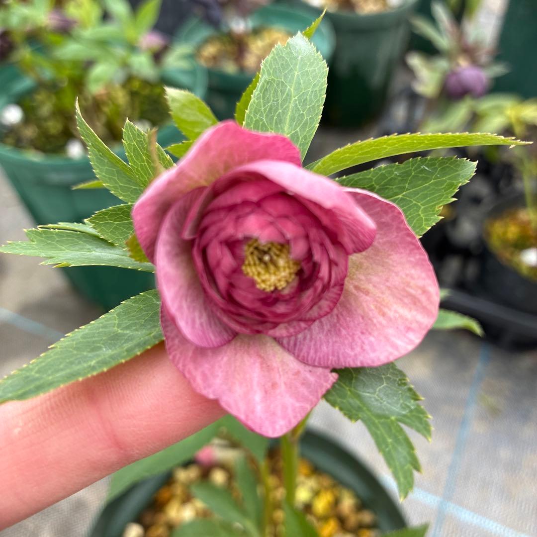 クリスマスローズ　加藤農園　小輪　多弁　6寸