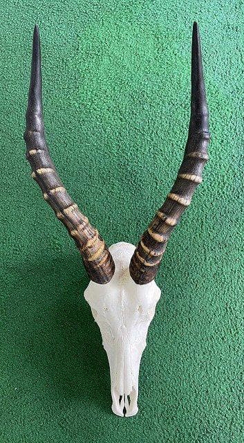 ブレスボック（Blesbok）スカルホーン