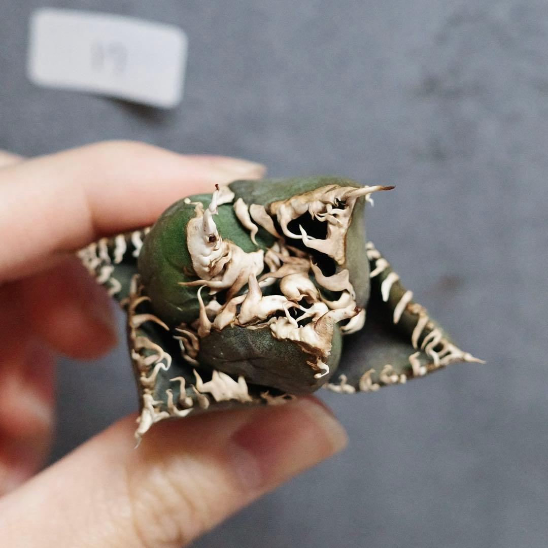 アガベ　チタノタ　オテロイ　金剛　キングコング　ボールタイプ　OC 17