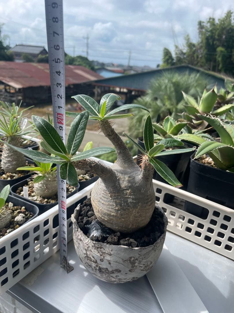 パキポディウム　グラキリス　たけろうポット白サビ