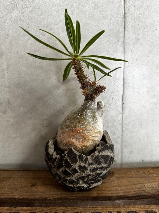 Botanize×konect fang ボタナイズ