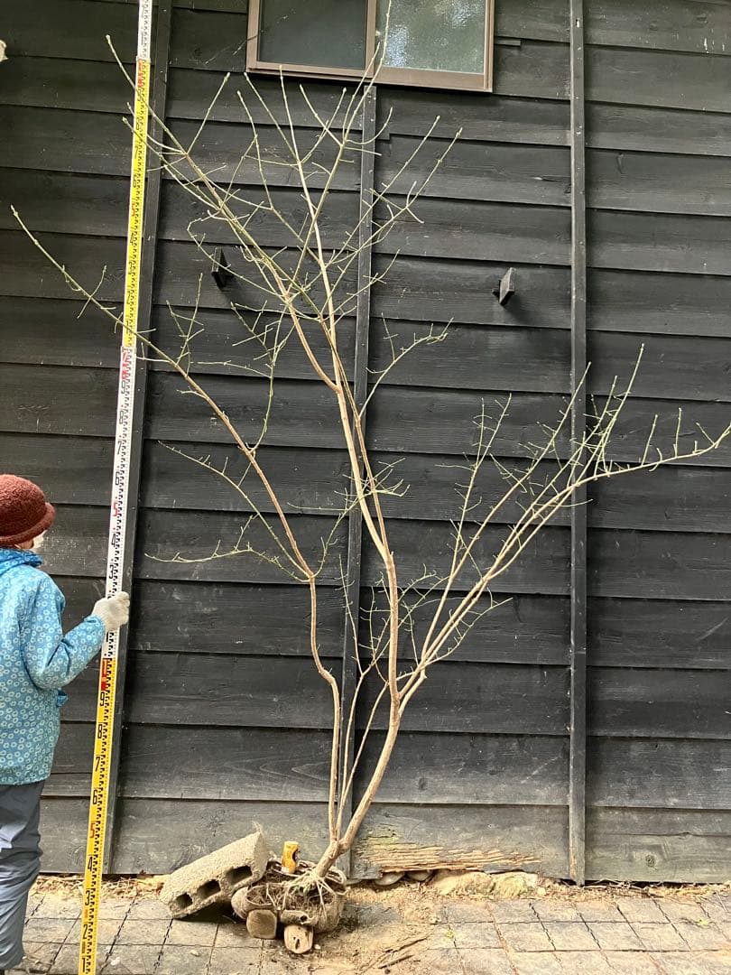 山採り　マユミ