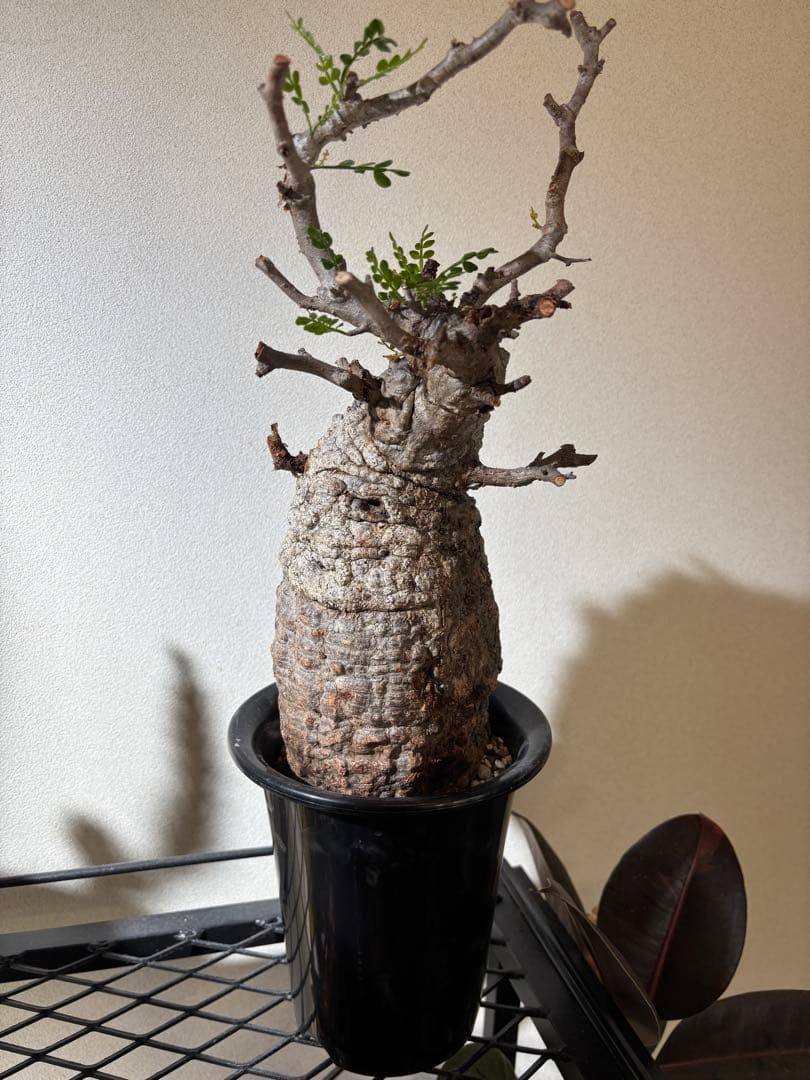 【発根済現地球】オペルクリカリアパキプス