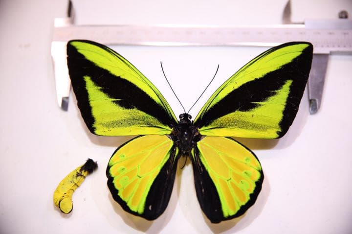ゴライアストリバネアゲハ！標本！大型！ペア！