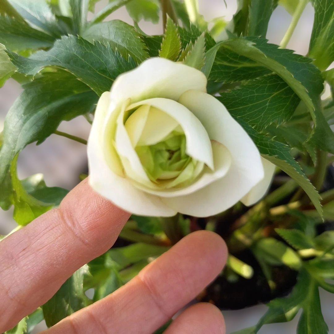 溢れるつぼみ！ボリュームあり！グリーンリップクリスマスローズ、大苗、開花株