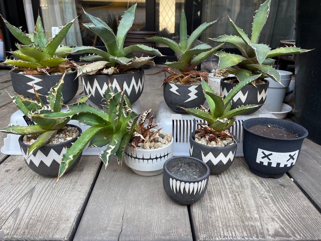 早い者勝ち！valiem バリエムレフトボタニカル鉢アガベセット　陶器鉢　作家鉢