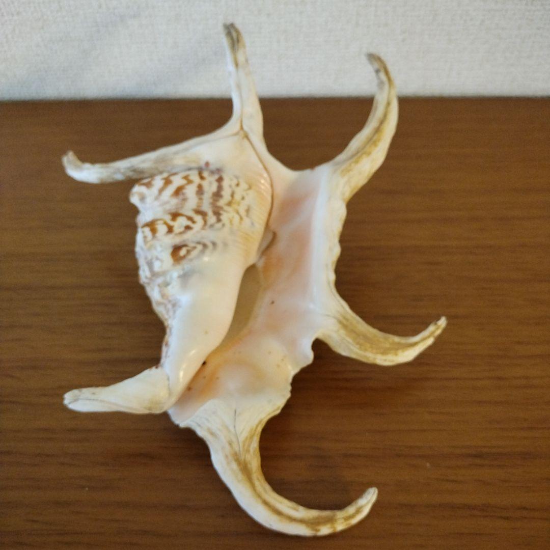 スイジガイの貝殻