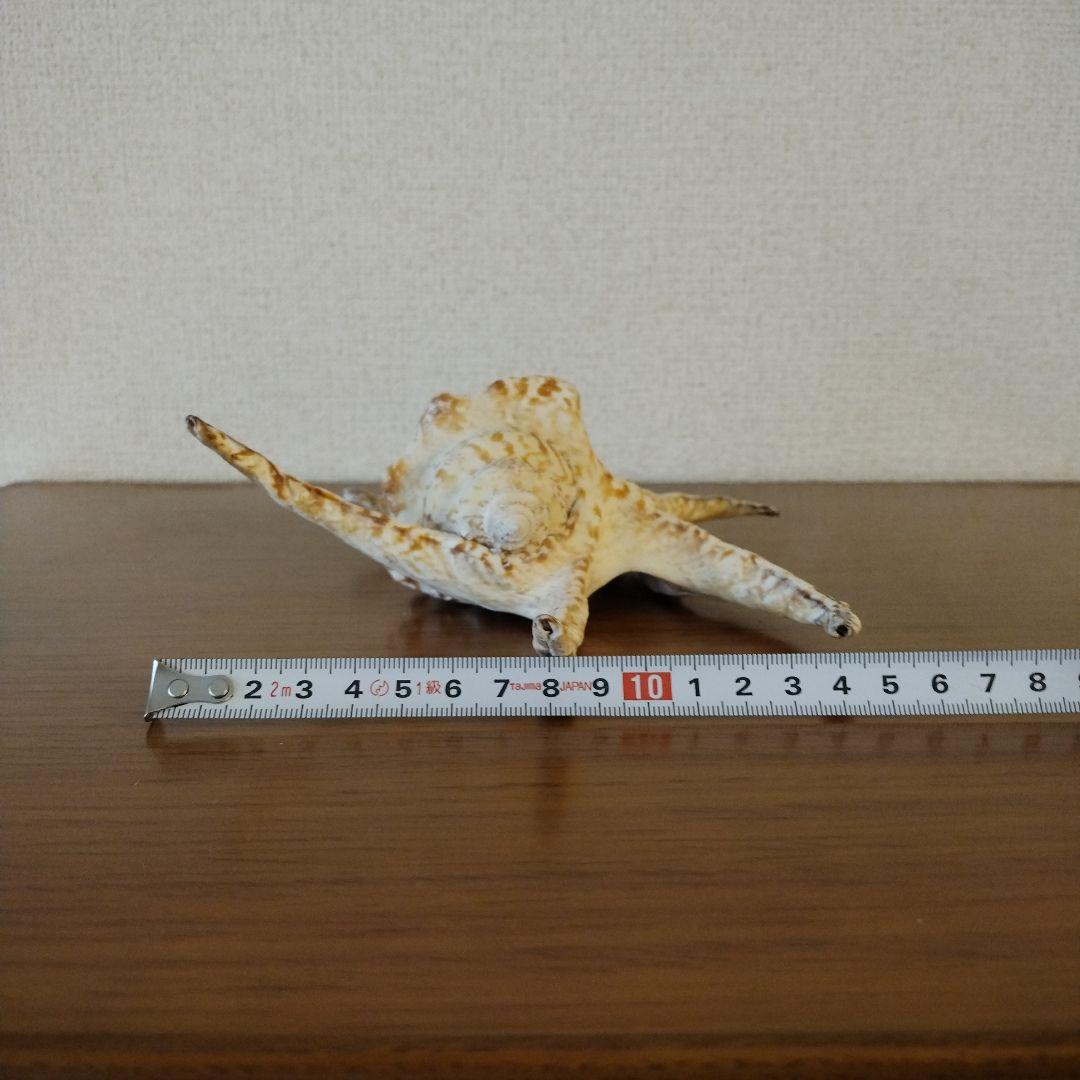 スイジガイの貝殻