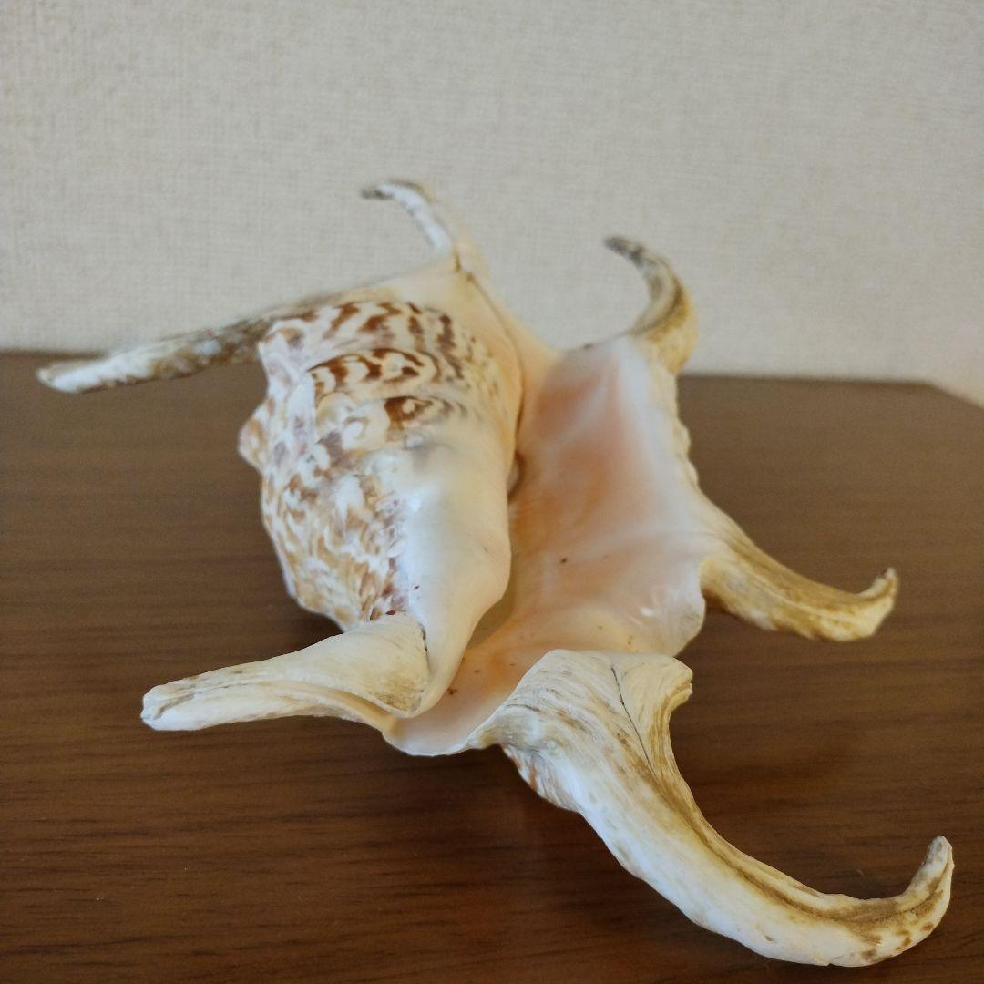 スイジガイの貝殻