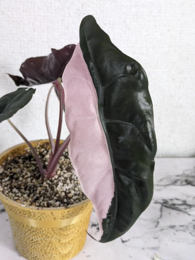 アロカシア　シャントリエリ　斑入り