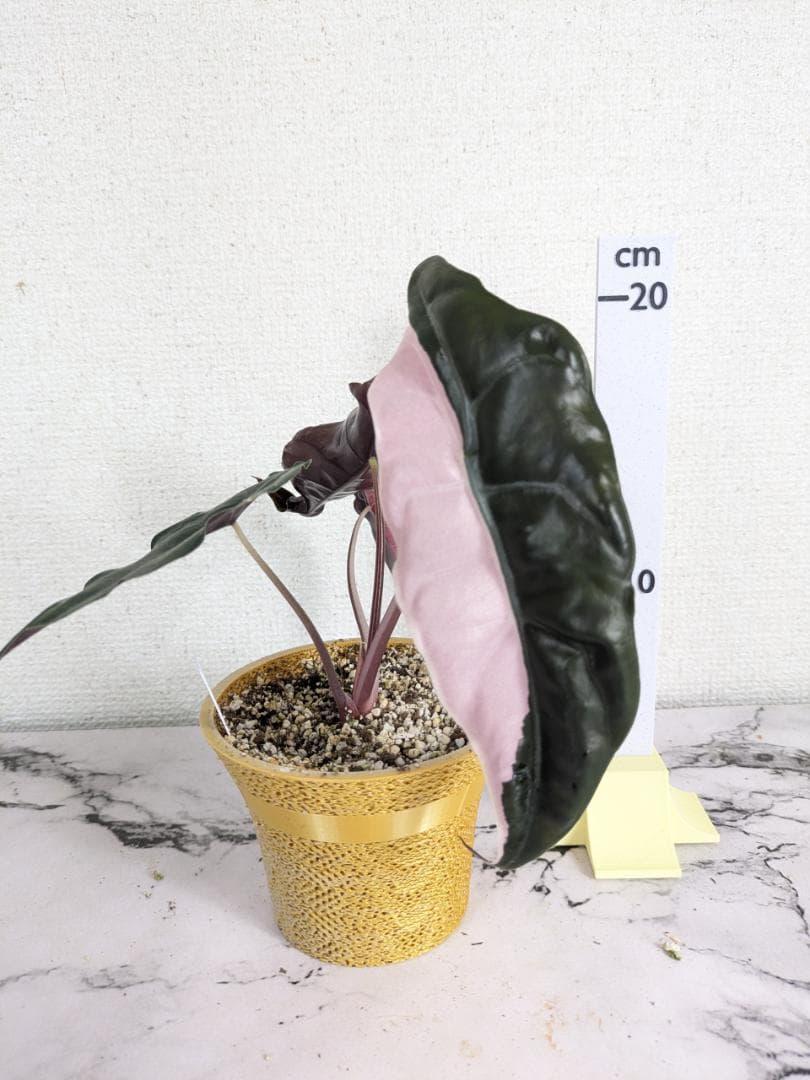 アロカシア　シャントリエリ　斑入り