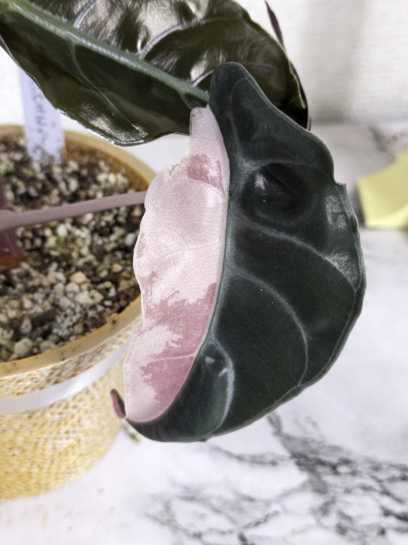 アロカシア　シャントリエリ　斑入り