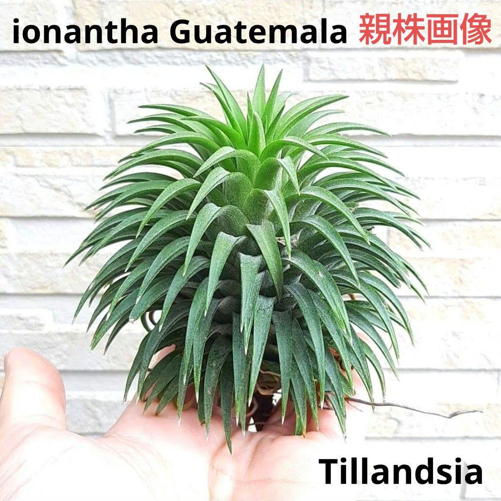 チランジア イオナンタ グアテマラ ジャイアントフォーム