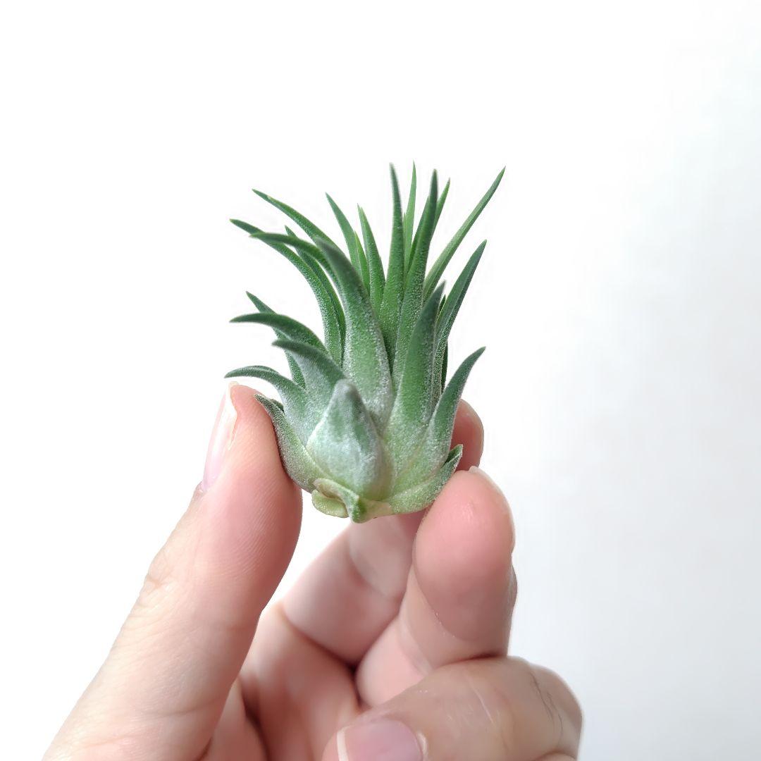 チランジア イオナンタ グアテマラ ジャイアントフォーム