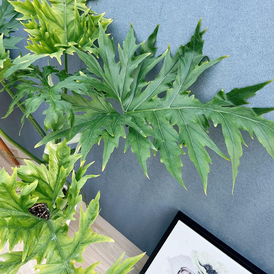 ［現品］【希少】1番　フィロデンドロン　ワルセウィッチー　8号　観葉植物　レア