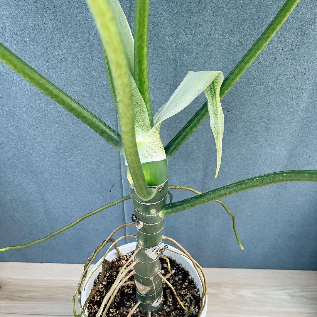 ［現品］【希少】1番　フィロデンドロン　ワルセウィッチー　8号　観葉植物　レア