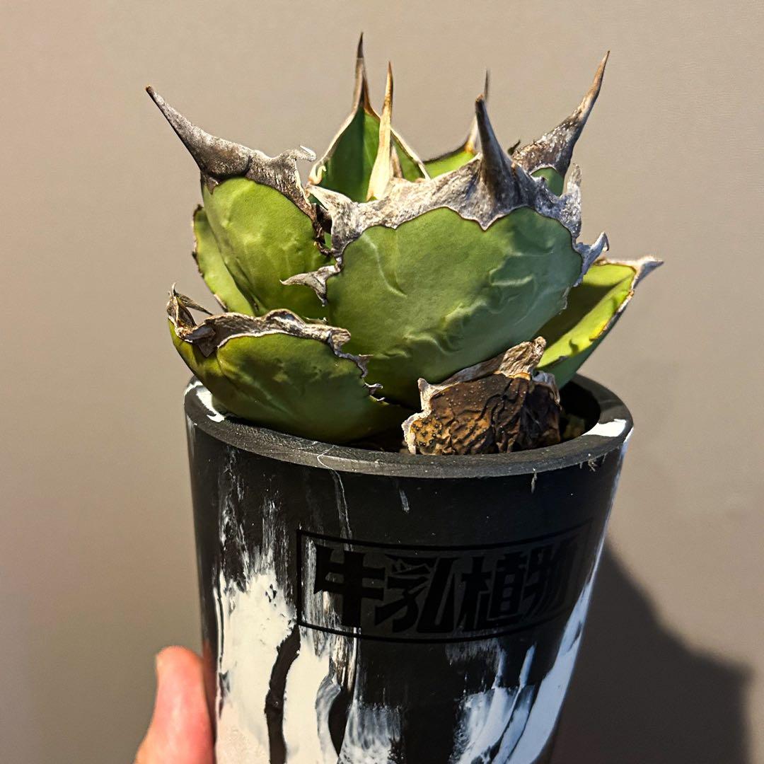 アガベ　獅子光　チタノタ　サボテン　塊根　コピアポア