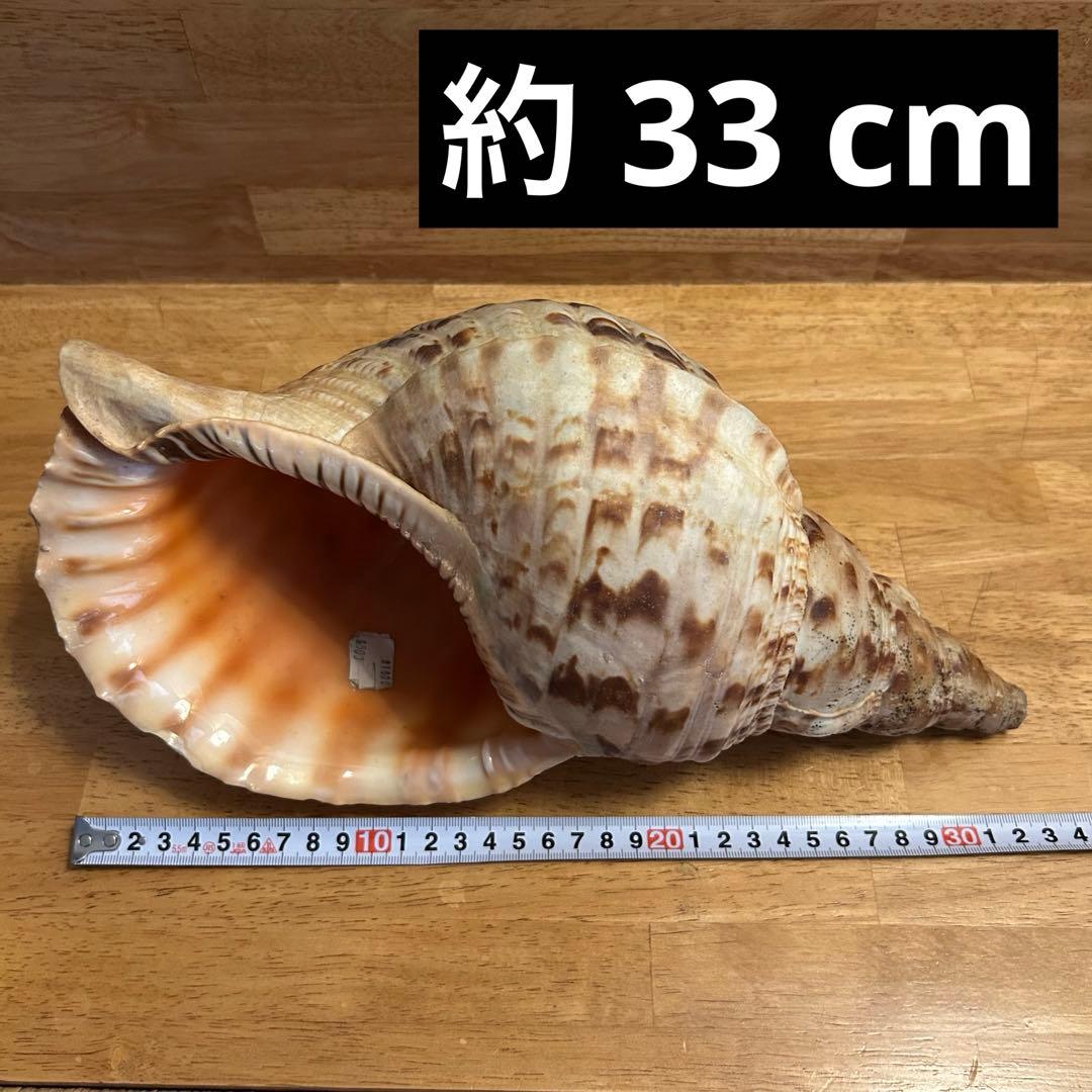 希少　天然巻貝　置物 大きめ　約33cm