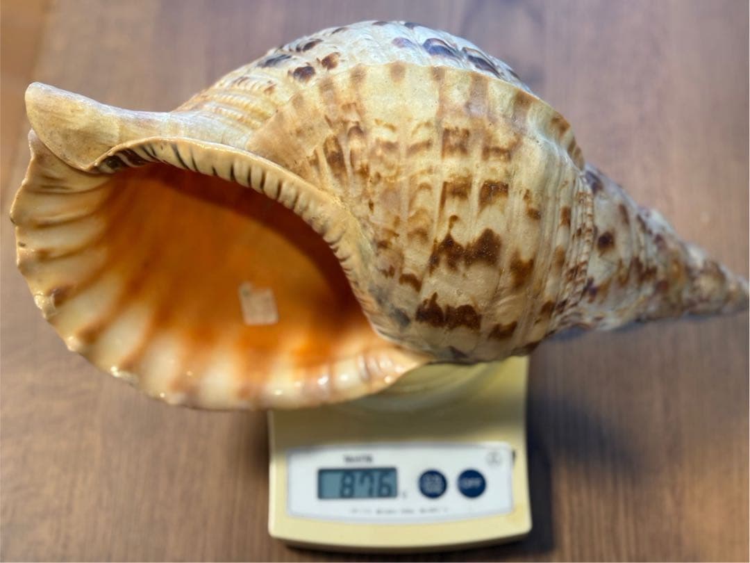 希少　天然巻貝　置物 大きめ　約33cm