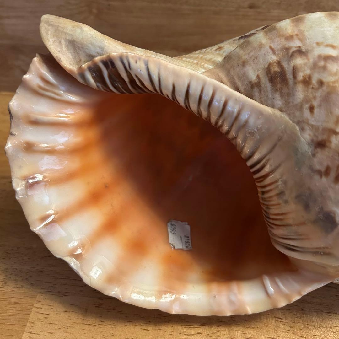 希少　天然巻貝　置物 大きめ　約33cm